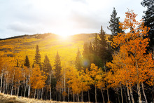 Sunlight Glows Behind Golden Aspen Trees In Colorado Rocky Mountain Forest Landscape Scene