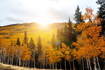 Sunlight glows behind golden aspen trees in Colorado Rocky Mountain forest landscape scene