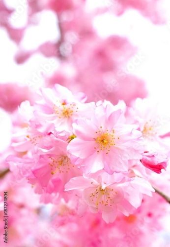 桜の花のクローズアップ 日本の春 Buy This Stock Photo And Explore Similar Images At Adobe Stock Adobe Stock 桜の花のクローズアップ 日本の春 Buy This Stock Photo And Explore Similar Images At Adobe Stock Adobe Stock