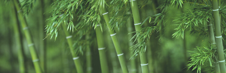  Las bambusowy