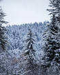 © Kyle Finn Dempsey - Snow covered trees in forest during winter