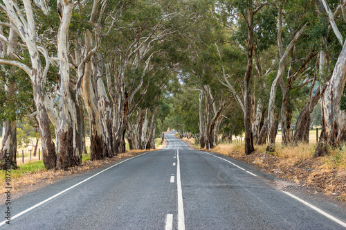 Plakat Malownicza wiejska droga z drzewami eukaliptusowymi po bokach