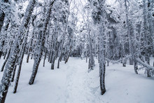 Snow Covered Trail In Forest In Winter