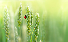 Juicy Fresh Ears Of Young Green Wheat And Ladybug On Nature In Spring Summer Field Close-up Of Macro With Free Space For Text.
