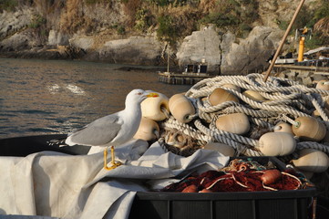 seagull in Camogli, Liguria, Italy