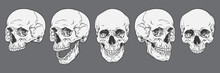 Anatomically Correct Human Skulls Set Isolated. Hand Drawn Line Art Vector Illustration