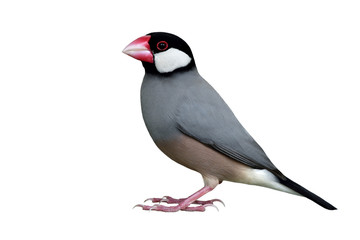 Wall Mural - Java Sparrow (Lonchura oryzivora) fine grey bird with black head pink bills and white cheek fully standing isolated on white backgroud, exotic animal