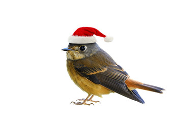 Lovely Bird Santa Claus with red hat of Ferruginous flycatcher (Muscicapa ferruginea) isolated on white background, fascinated animal