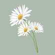 Three daisies. Vector illustration on light green background