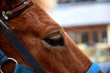 Portrait eines braunen Pferdes, Nahaufnahme Detail 