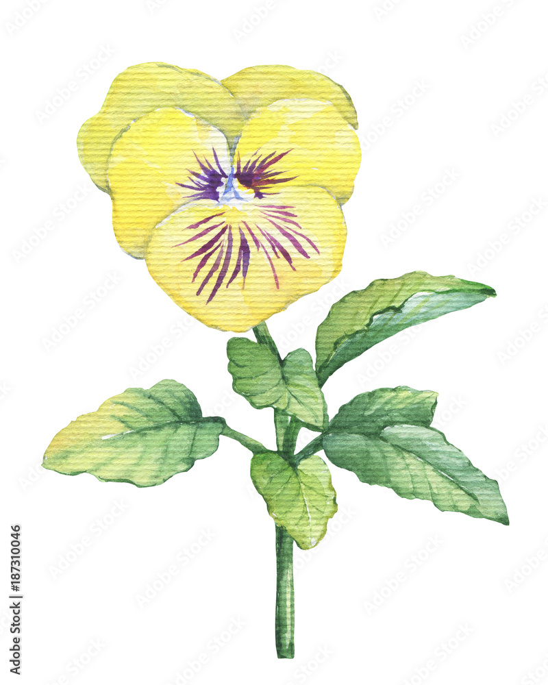 Illustration Of The Garden Yellow Pansy Flower Violet Viola