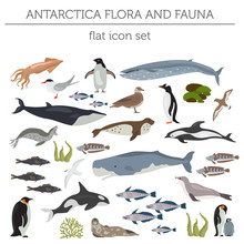 Antarctic, Antarctica,  Flora And Fauna Map, Flat Elements. Animals, Birds And Sea Life Big Set. Build Your Geography Infographics Collection