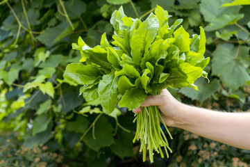 Fresh organic sorrel leaves or spinach in woman hands.