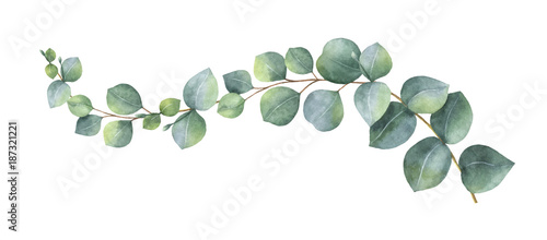Fototeppich - Watercolor vector wreath with green eucalyptus leaves and branches. (von ElenaMedvedeva)