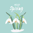Spring snowdrops. Vector illustration on soft green background with Hello Spring quote