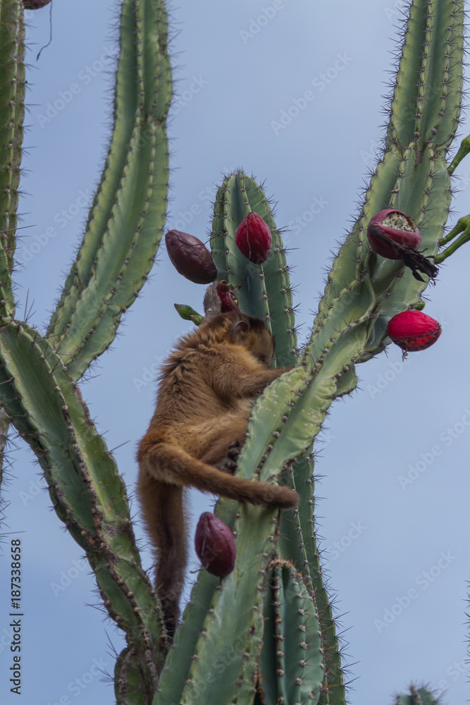 Capuchin Monkey in Serra da Capivara, PI, Brazil Stock Photo | Adobe Stock