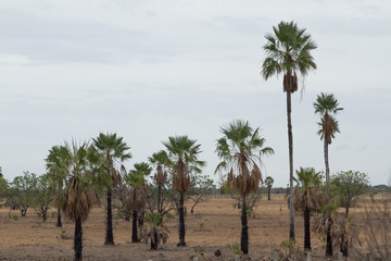 CARNAUBA PALM IN CAMPO MAIOR, PI, BRAZIL.