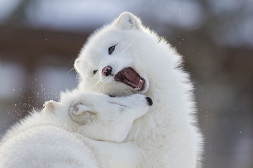 Sticker - Arctic fox fighting in winter 