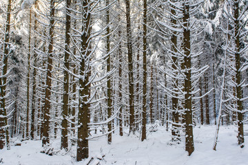 Wall Mural - Wald im Winter