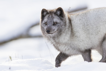 Sticker - Hunting silver arctic fox 