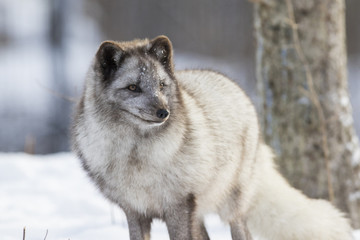 Sticker - Hunting silver arctic fox 