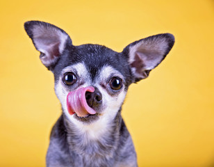 cute little chihuahua licking his nose on a bright yellow background studio shot