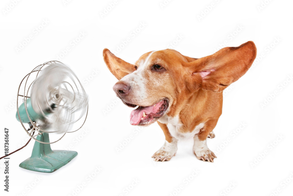 Animal Using A Fan funny basset hound sitting in front of an electric fan with her ears ...