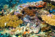 Bunte Unterwasserwelt der Malediven mit Korallen und einem Rotfeuerfisch