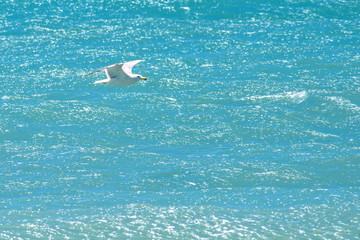 Wall Mural - Daylight view to seagull flying over azur sea in Cannes, France