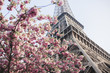 Eiffel Tower and the cherry blossom tree