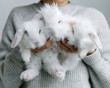 © Duet Postscriptum/Stocksy - Female holding three white rabbits
