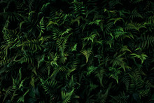 Leafy Green Fern Background