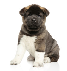 Wall Mural - American Akita dog puppy on white background