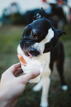 Dog Is Eating Ice Cream On His Birthday