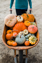 Pumpkins In A Wheelbarrow Free Stock Photo - Public Domain Pictures