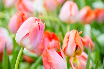 pink tulip in garden