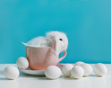 Little White Rabbit In A Mug