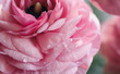 © Kelly Knox/Stocksy - pink ranunculus petals with water droplets