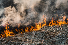 Sugarcane Leaves Burning In A Field