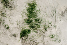 Abstract Background - Green Seaweed In The Sand