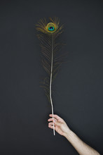 Male Hand Holding A Peacock Feather