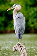 Great Blue Heron Perched On A Branch In Malden Park At Windsor, Ontario Canada