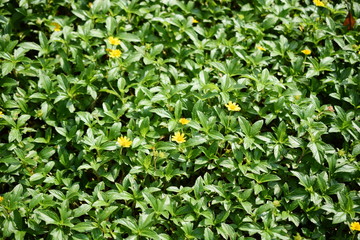 green leaf with daisy floers vidid patter nature background