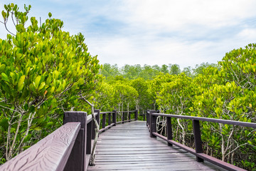 Wood boardwalk between Mangrove forest and blue sky ,Study natural trails,aerial view