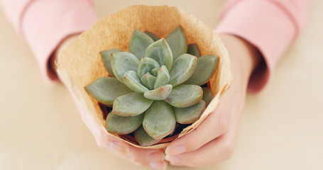 Wall Mural - Woman holding Succulent plant in pot