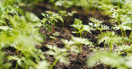 Wall Mural - Green herb in farm