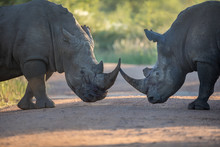 Two Black Rhinos Fighting