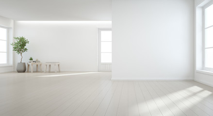 indoor plant on wooden floor with white wall background in large room at modern new house for big fa