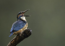Male Kingfisher Singing