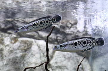 Wall Mural - Channa pleurophthalma. Graceful spotted snakeheads in the water